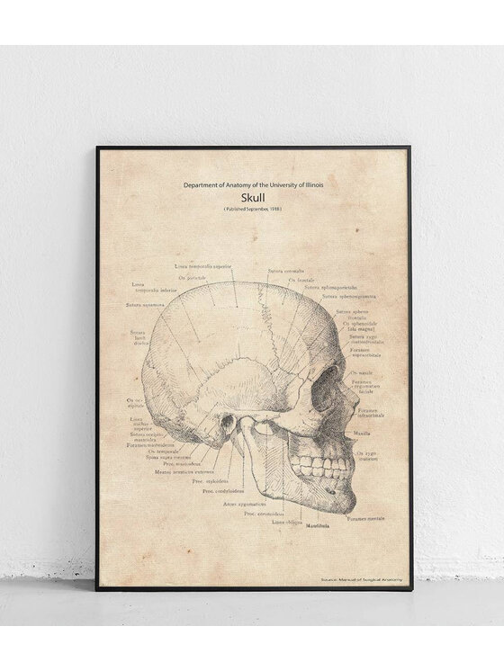 Poster Polytechnic Poster Polytechnic Komplet plakatów Anatomia #2 Żółty