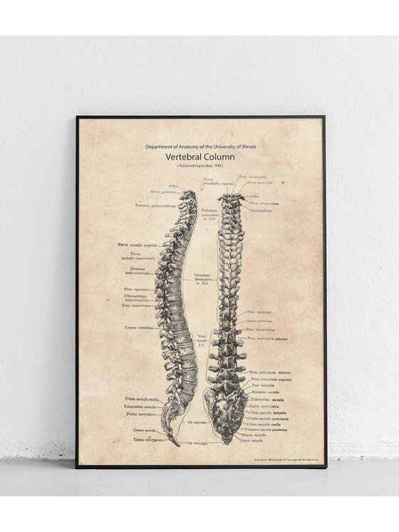 Poster Polytechnic Poster Polytechnic Komplet plakatów Anatomia #2 Żółty