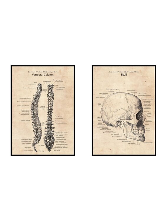 Poster Polytechnic Poster Polytechnic Komplet plakatów Anatomia #2 Żółty