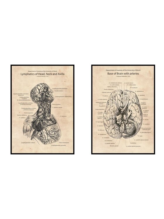Poster Polytechnic Poster Polytechnic Komplet plakatów Anatomia #3 Żółty