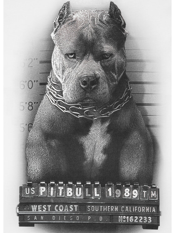 PITBULL PITBULL T-Shirt Koszulka Biały Regular Fit
