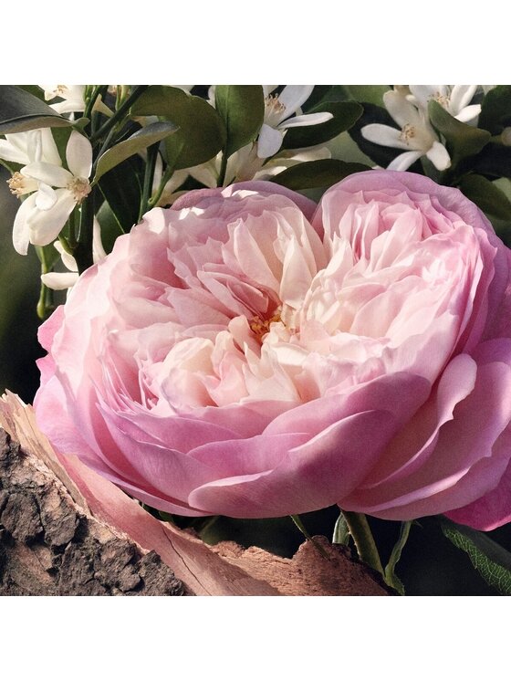 Chloé Chloé Rose Naturelle Woda perfumowana