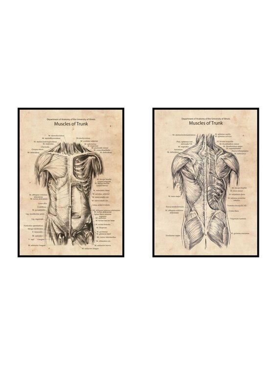 Poster Polytechnic Poster Polytechnic Komplet plakatów Anatomia Żółty