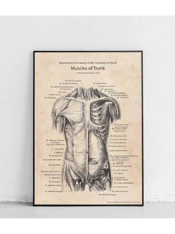 Poster Polytechnic Poster Polytechnic Komplet plakatów Anatomia Żółty
