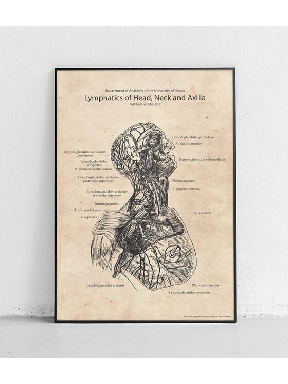 Poster Polytechnic Poster Polytechnic Komplet plakatów Anatomia #3 Żółty