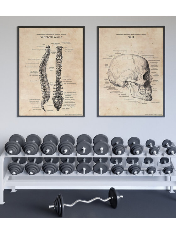 Poster Polytechnic Poster Polytechnic Komplet plakatów Anatomia #2 Żółty