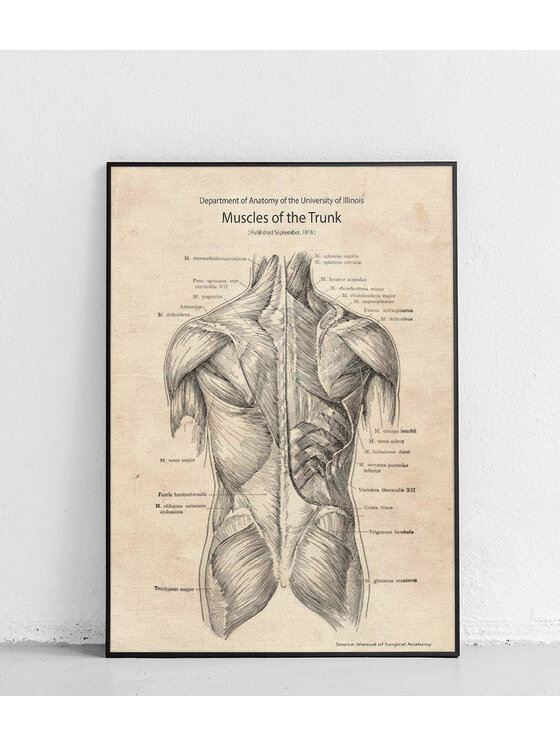 Poster Polytechnic Poster Polytechnic Komplet plakatów Anatomia Żółty