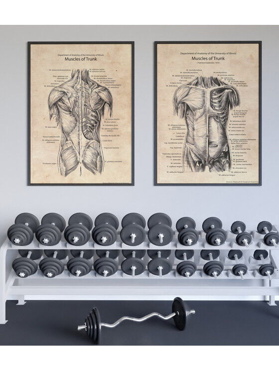 Poster Polytechnic Poster Polytechnic Komplet plakatów Anatomia Żółty