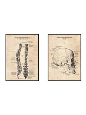 Poster Polytechnic Poster Polytechnic Komplet plakatów Anatomia #2 Żółty