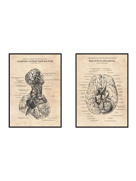 Poster Polytechnic Poster Polytechnic Komplet plakatów Anatomia #3 Żółty