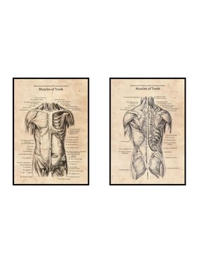 Poster Polytechnic Poster Polytechnic Komplet plakatów Anatomia Żółty